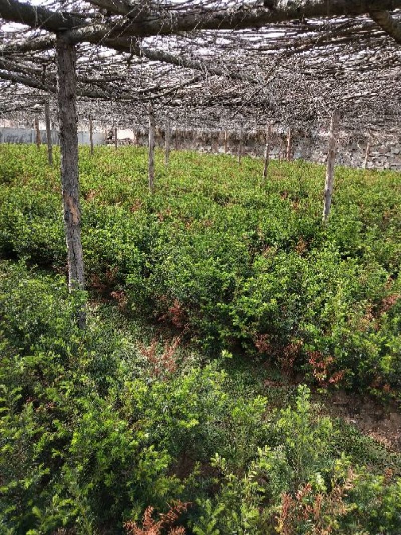 东北红豆杉苗，规格齐全，欢迎实地选购优质种苗