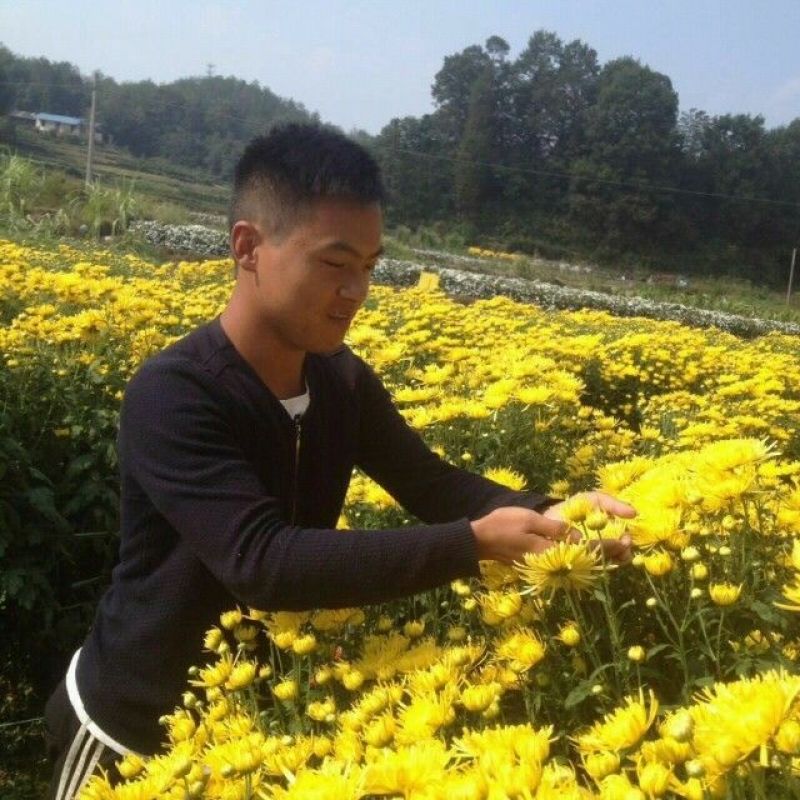 金丝皇菊散装60克，双罐一套装礼盒