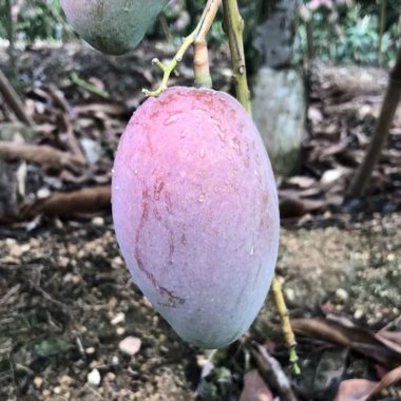 贵妃芒