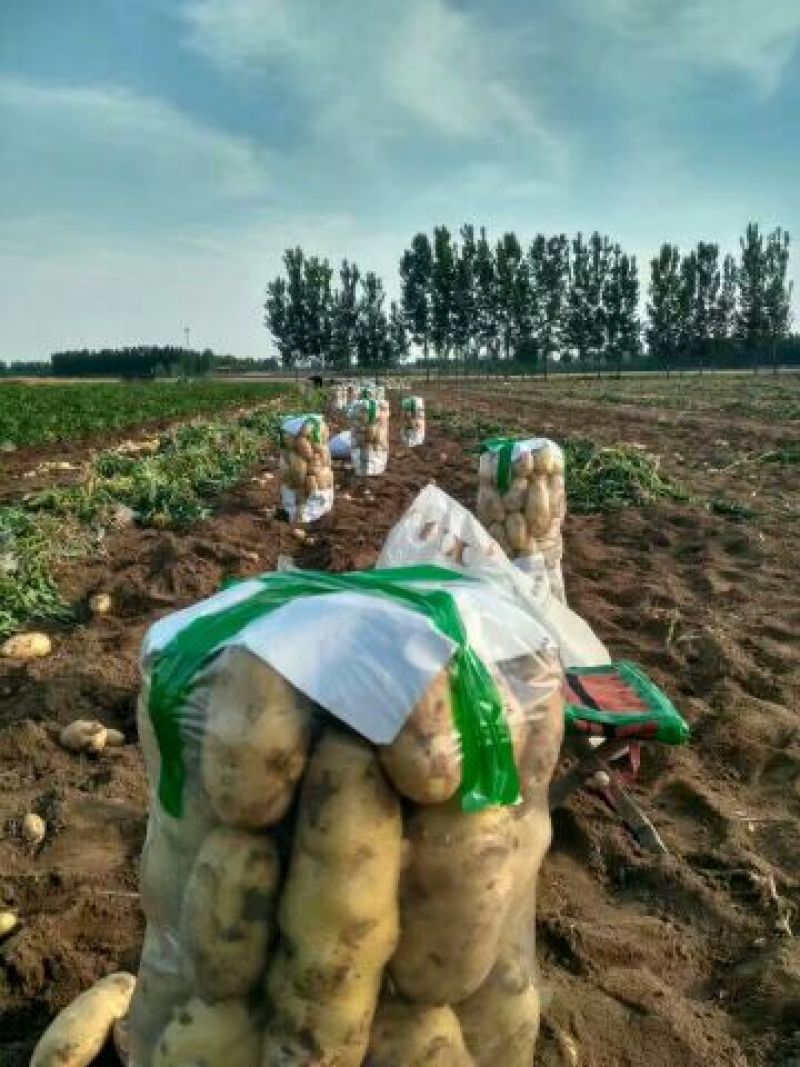 山东荷兰十五土豆中薯5通货诚信代收代发全国发货