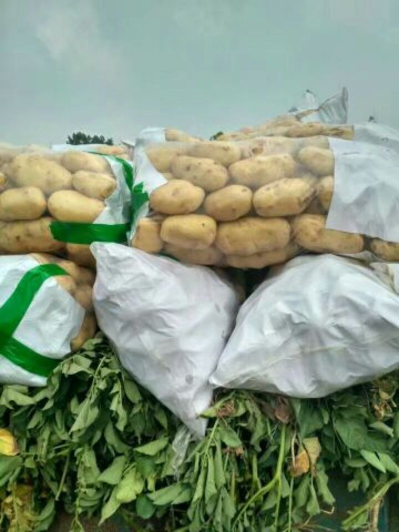 山东荷兰十五土豆中薯5通货诚信代收代发全国发货