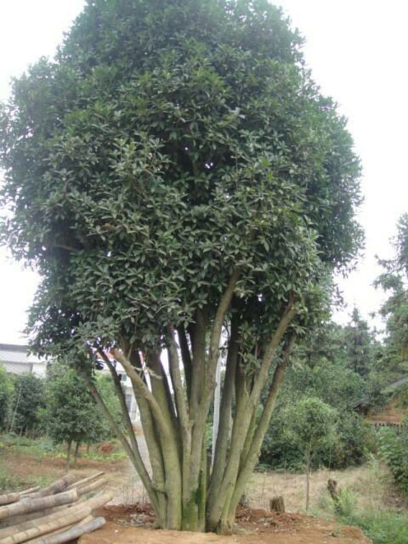 桂花，香樟，各种花树都有