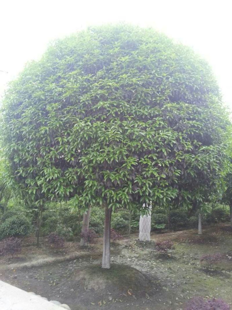 桂花，香樟，各种花树都有