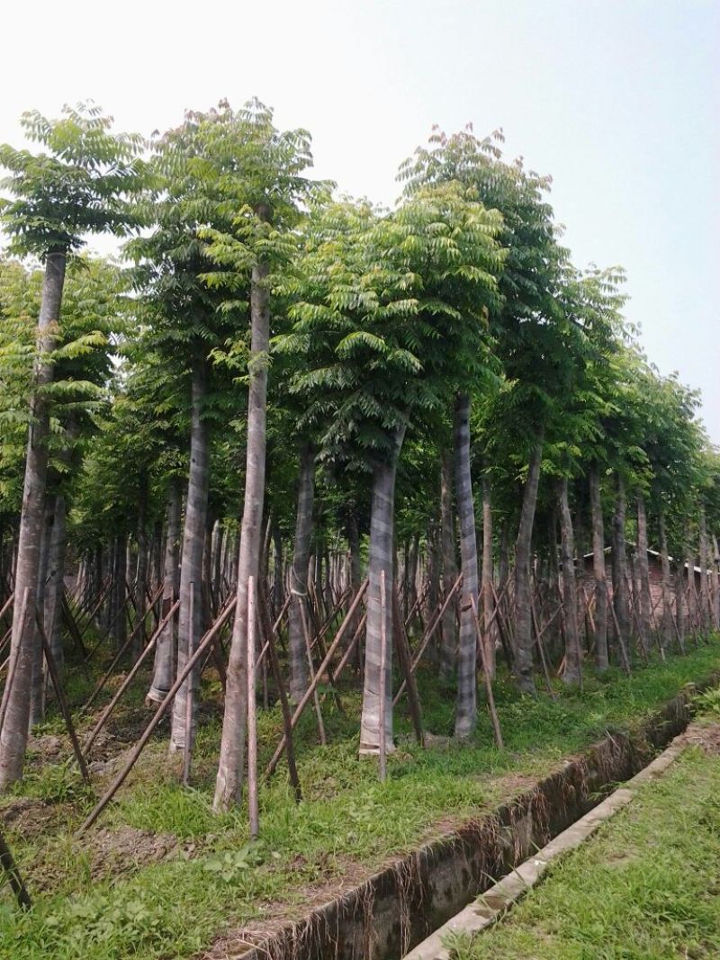桂花，香樟，各种花树都有