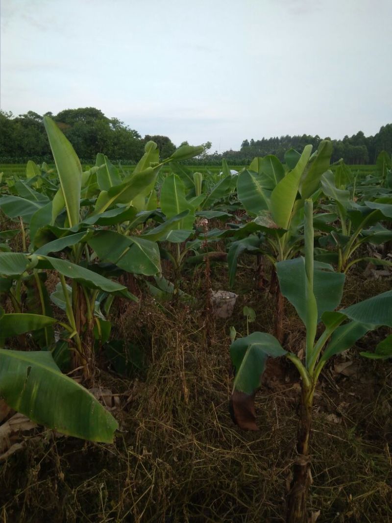香蕉苗1~2年一级良种