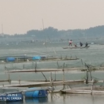 一系列鱼塘混养精养大部分🐟都有皮毛