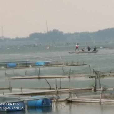 一系列鱼塘混养精养大部分🐟都有皮毛