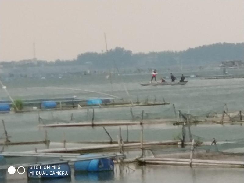 一系列鱼塘混养精养大部分🐟都有皮毛