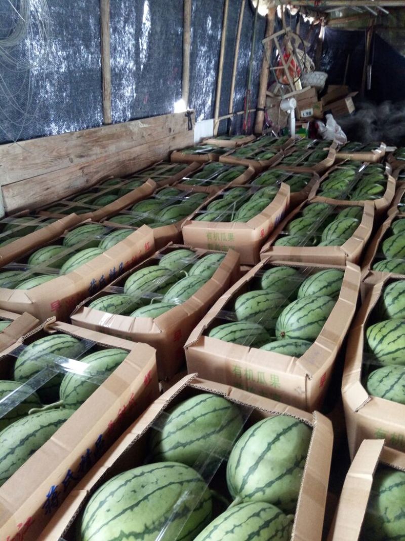 早春红玉精品西甜瓜