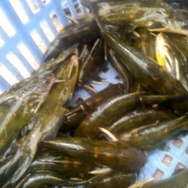 黄骨鱼，2-3两，