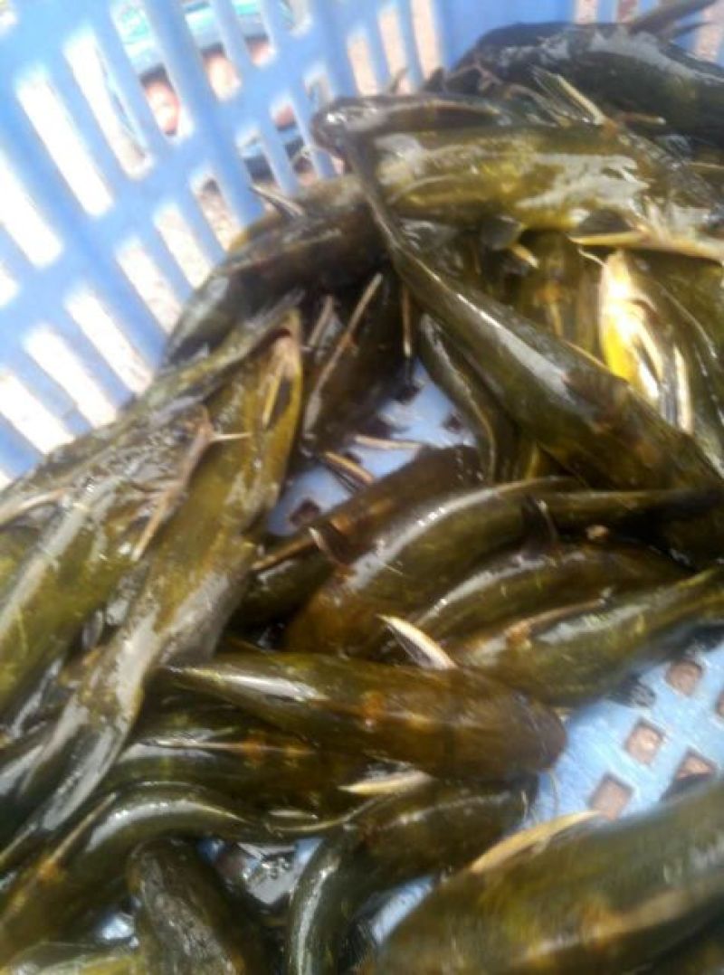 黄骨鱼，2-3两，