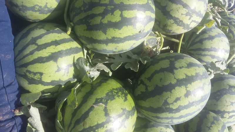 甜王西瓜6斤打底9成熟1茬