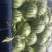 甜王西瓜6斤打底9成熟1茬