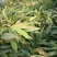 老草果苗