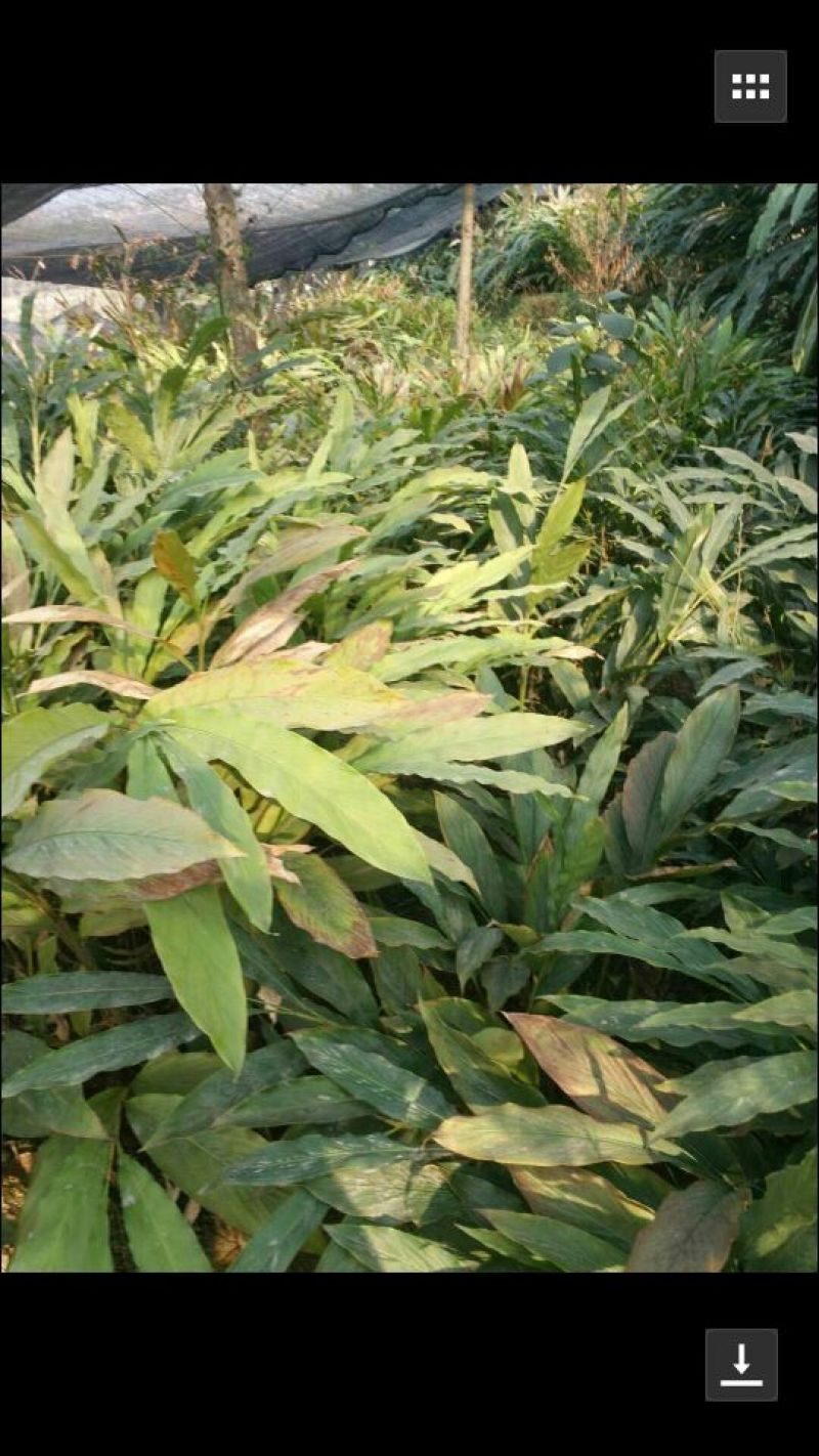 老草果苗