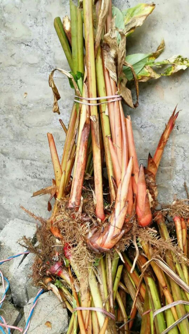 老草果苗