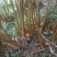 老草果苗