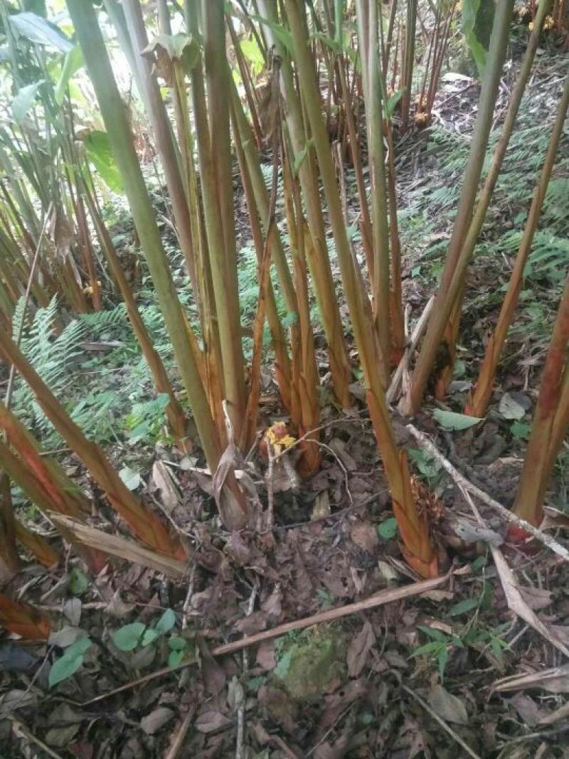 老草果苗