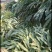 老草果苗