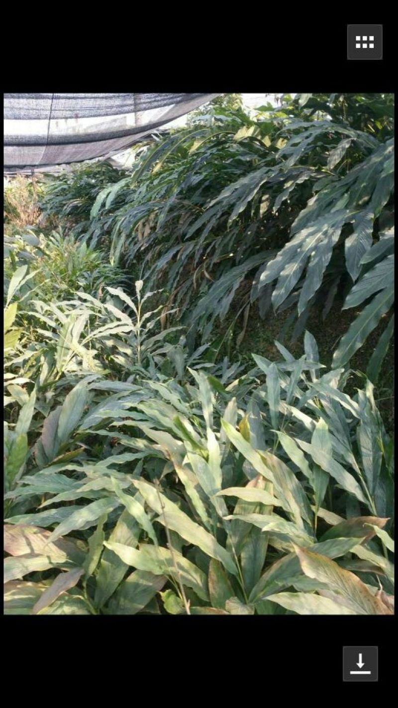 老草果苗