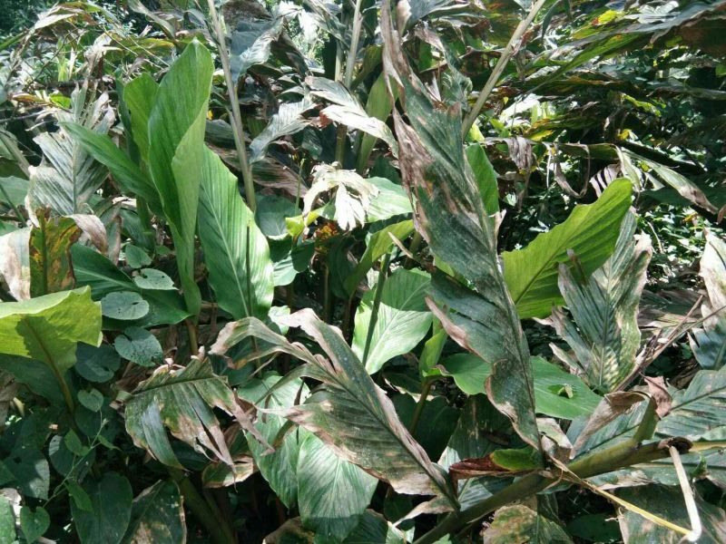 老草果苗