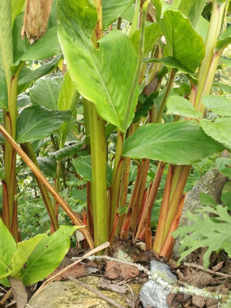 老草果苗