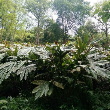 老草果苗