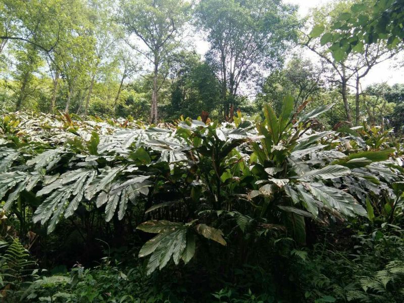 老草果苗