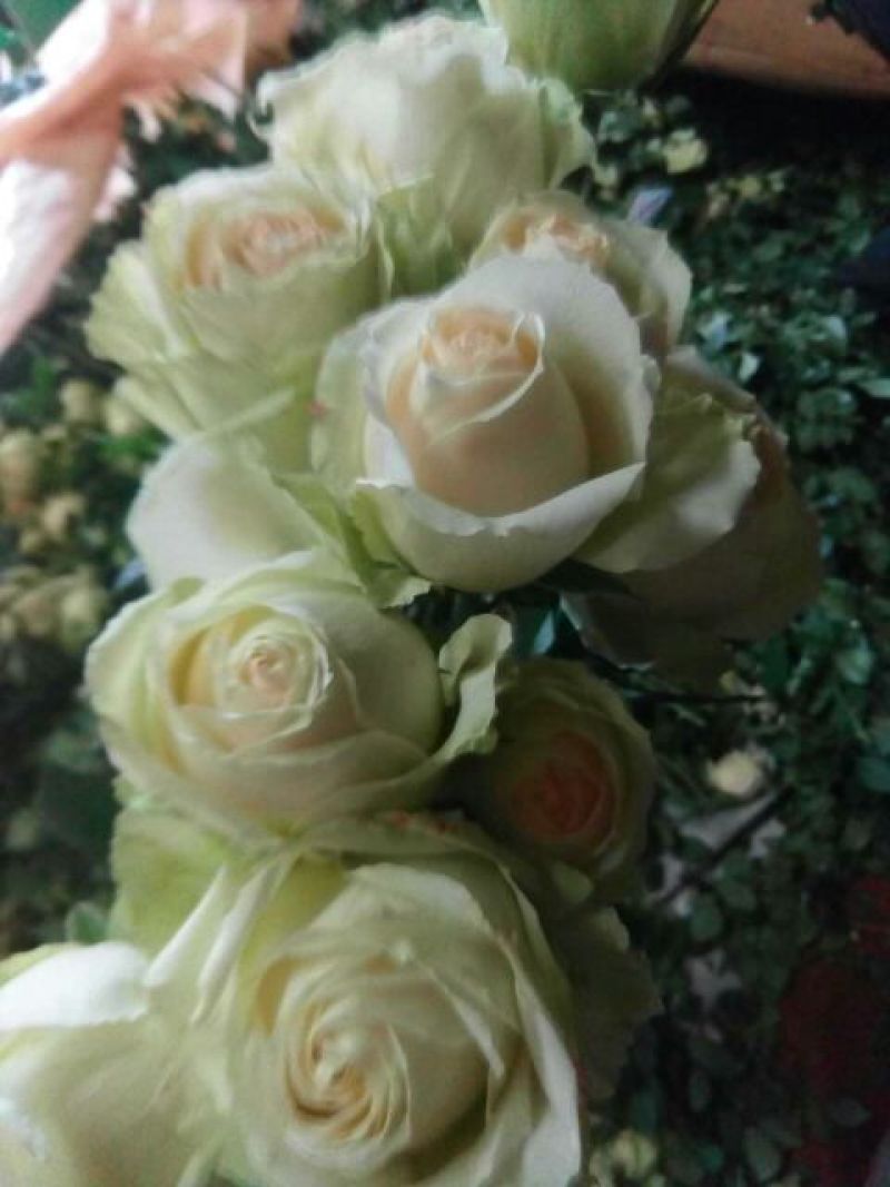 玫瑰花苗，要的老板赶紧联系啦，诚信交易