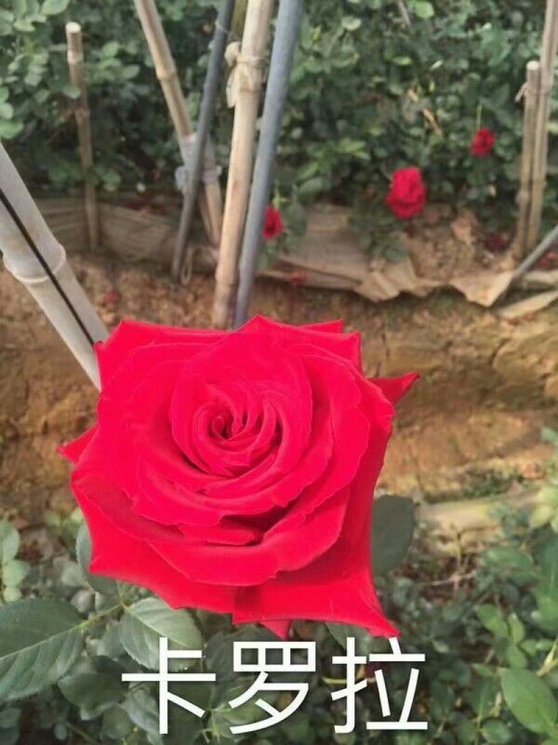 玫瑰花苗，要的老板赶紧联系啦，诚信交易