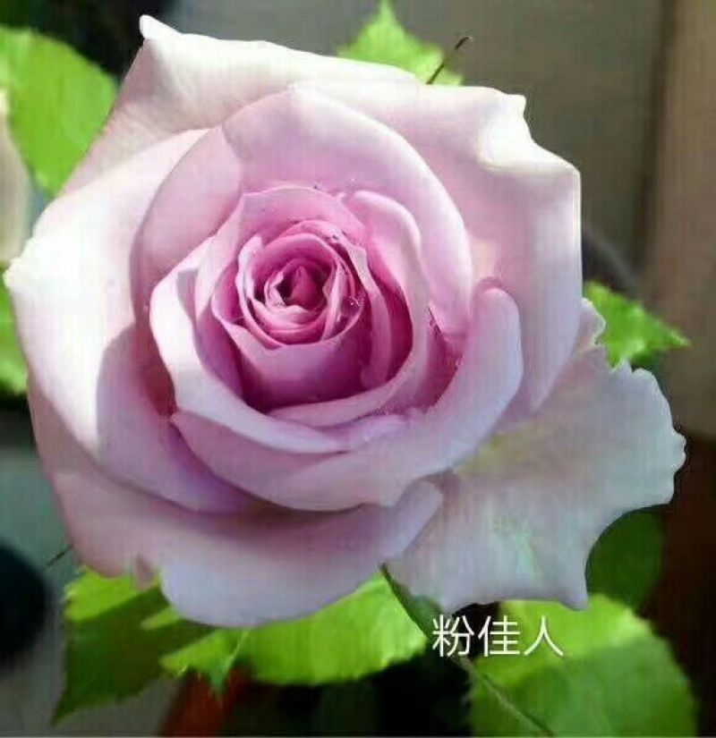 玫瑰花苗，要的老板赶紧联系啦，诚信交易