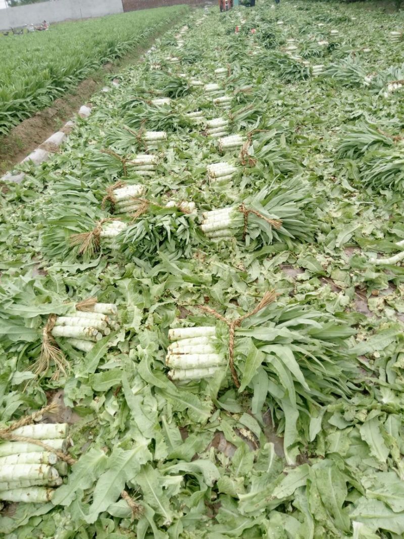 莴笋基地直供大量长期供应品质保障量大从优