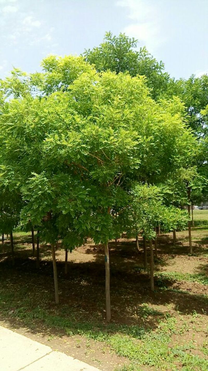 金枝槐