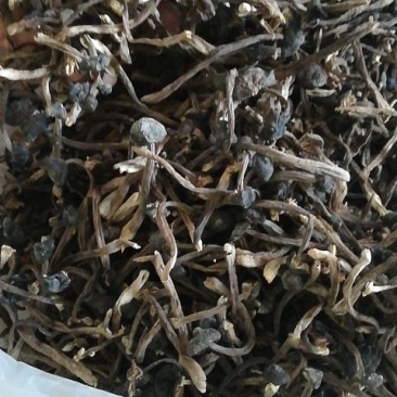 黑皮鸡枞菌干品，通货