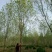 速生白蜡