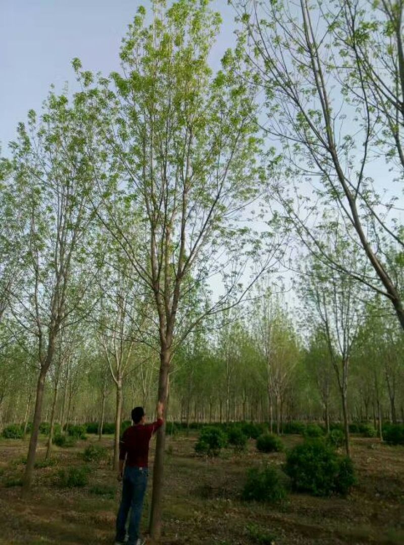 速生白蜡
