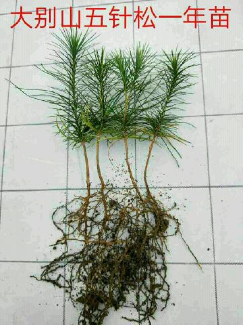 黄山松一年苗两年苗三年苗下山苗地苗