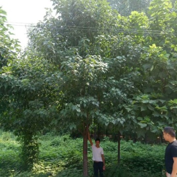 楸树