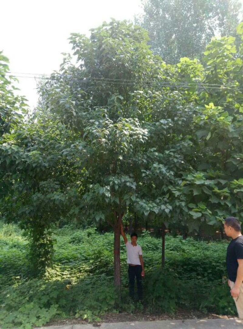 楸树
