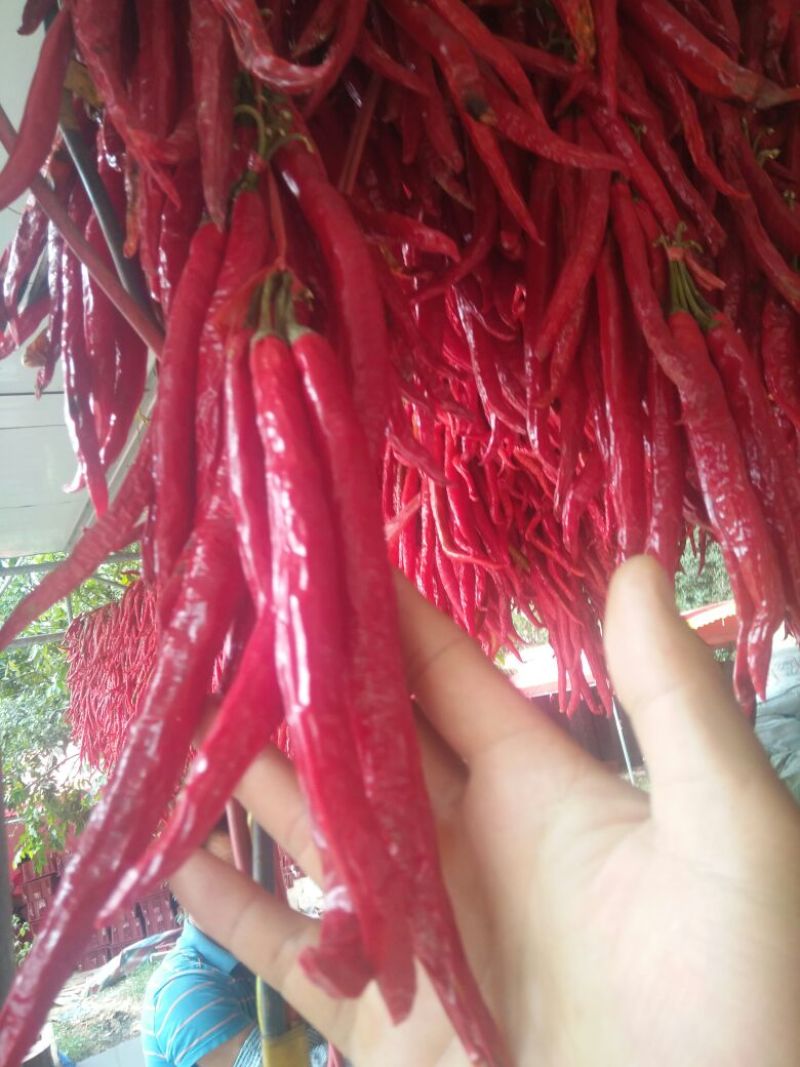 红线椒