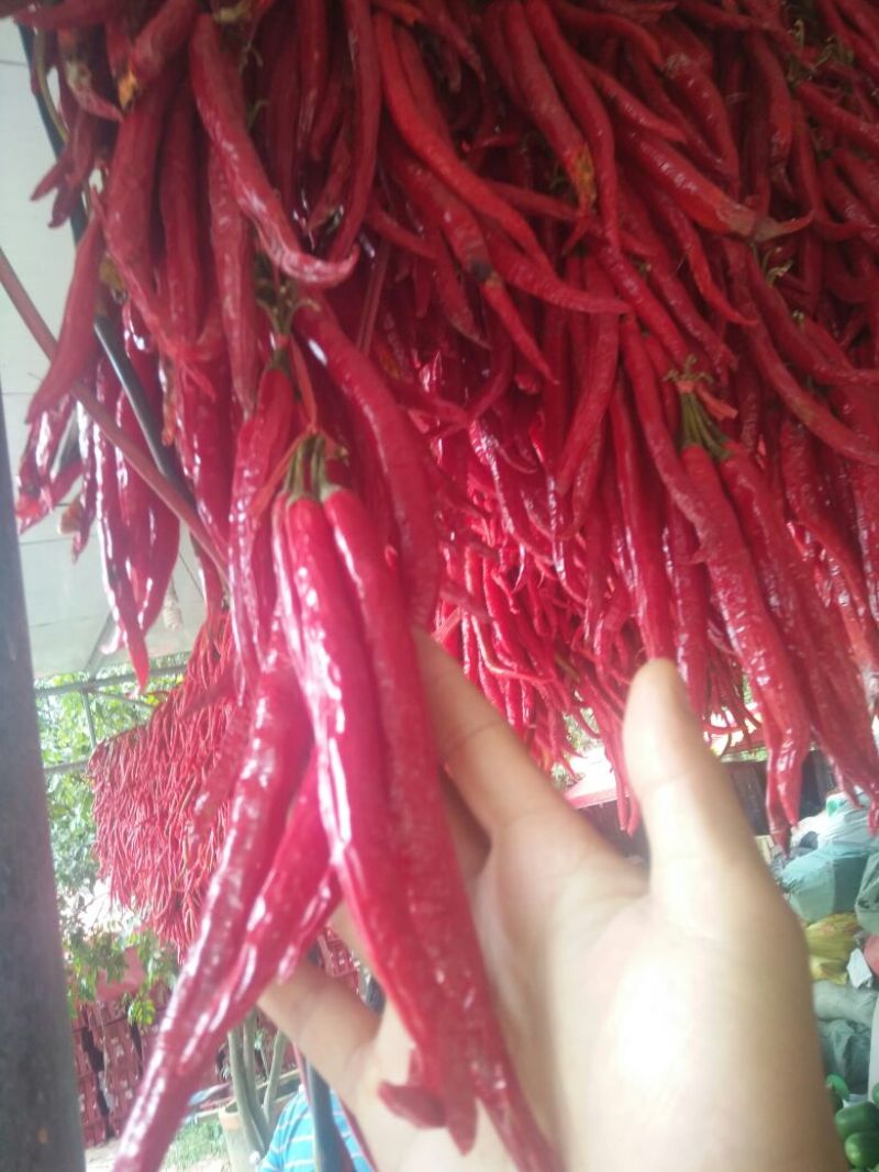 红线椒