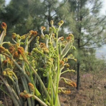 龙爪菜