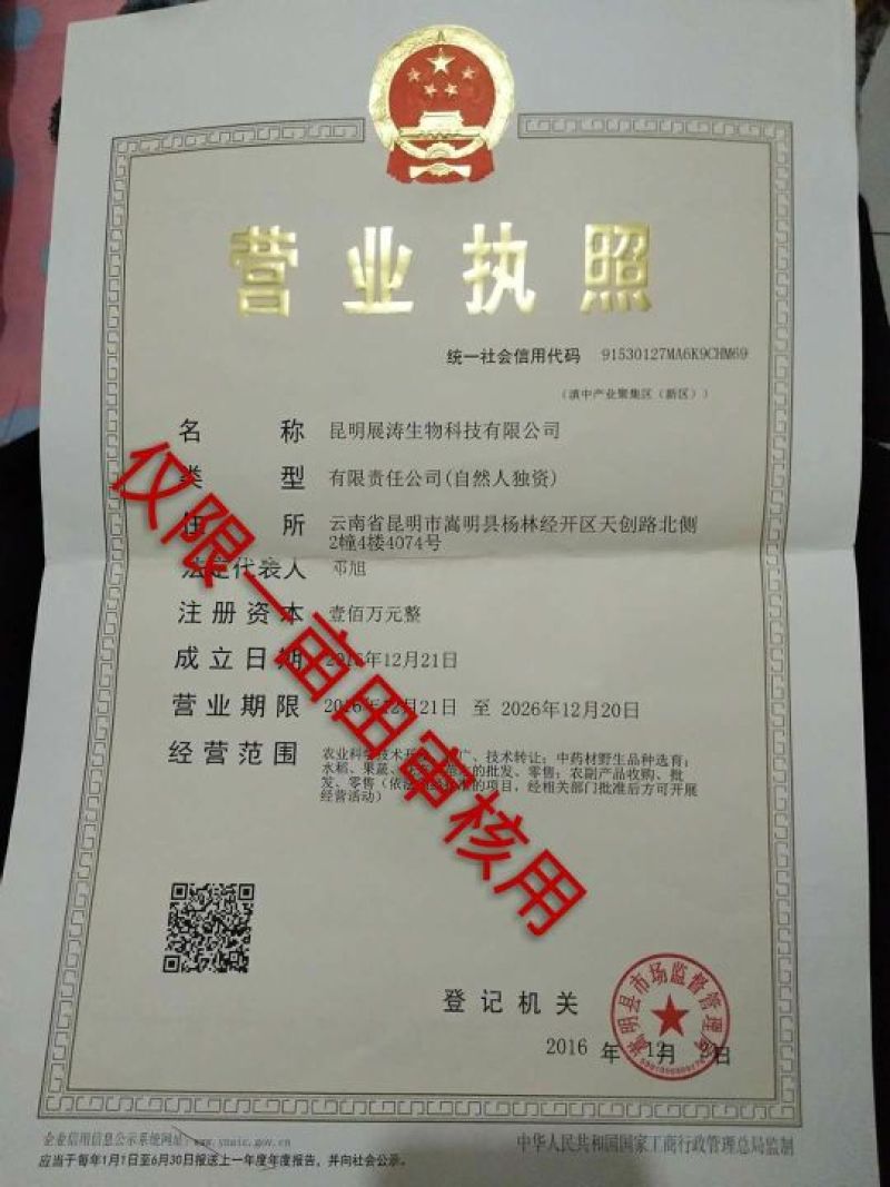 石斛花铁皮石斛花鼓槌石斛花花型大无斑点