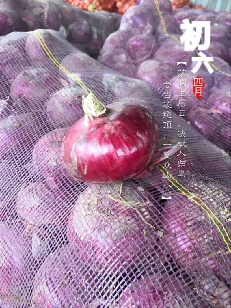 紫皮洋葱8厘米以上