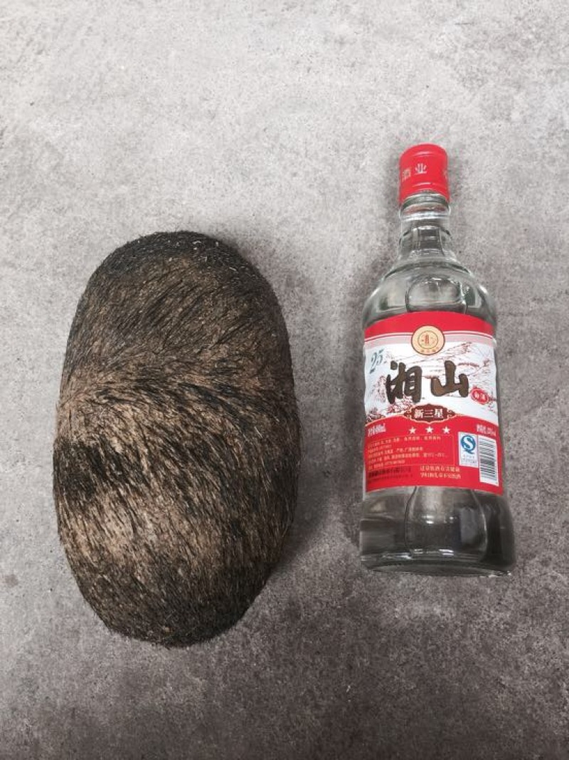 猪宝