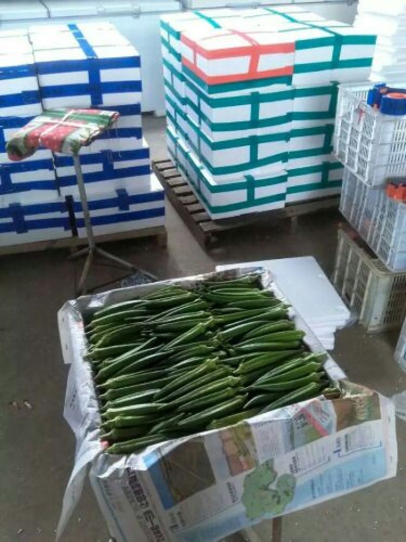 福建漳州水果黄秋葵，蔬菜黄秋癸现摘现发一手货源