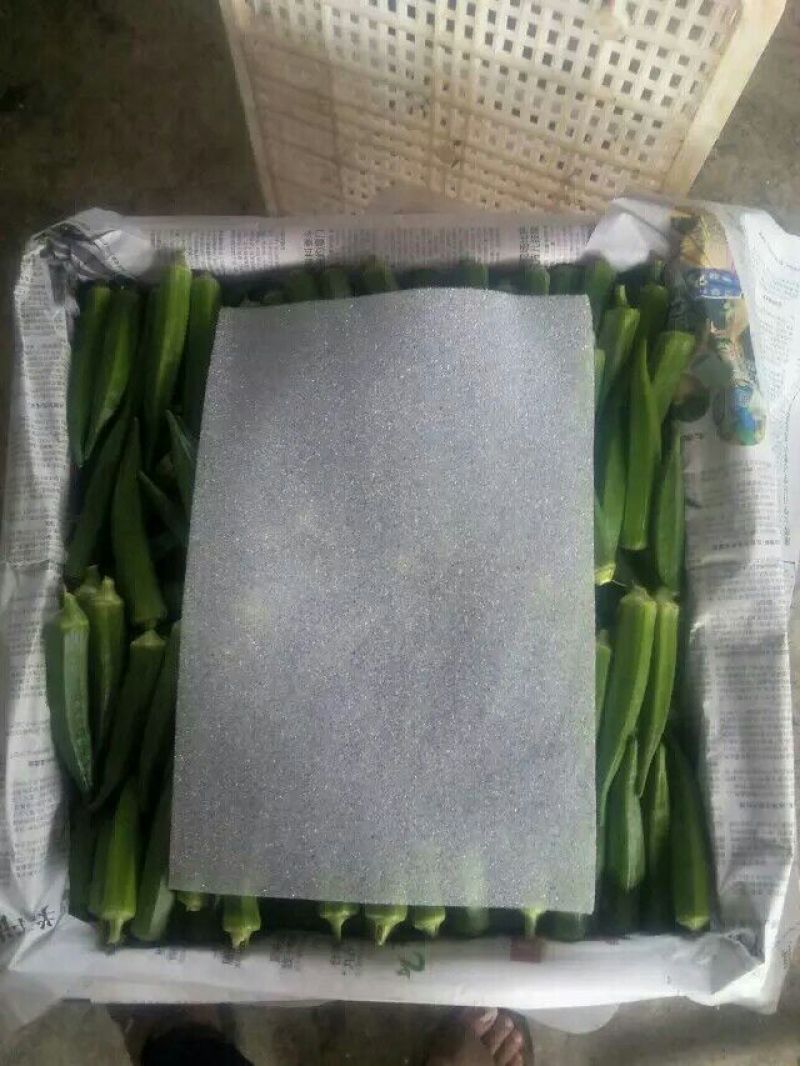 福建漳州水果黄秋葵，蔬菜黄秋癸现摘现发一手货源