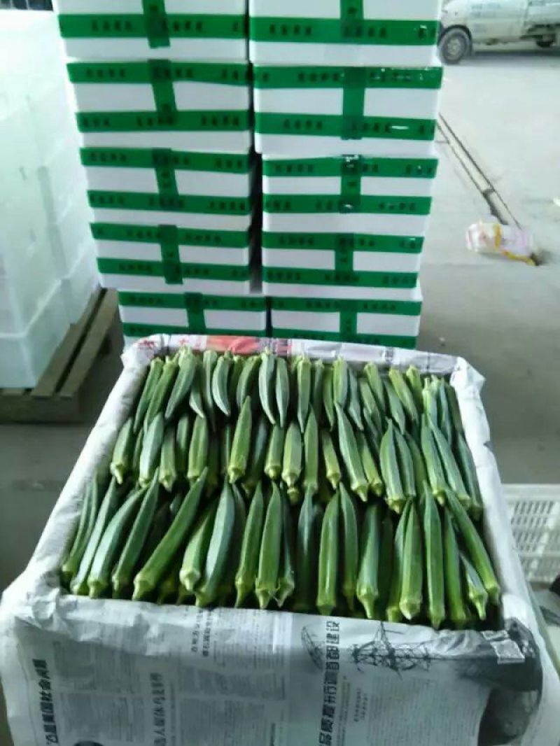 福建漳州水果黄秋葵，蔬菜黄秋癸现摘现发一手货源