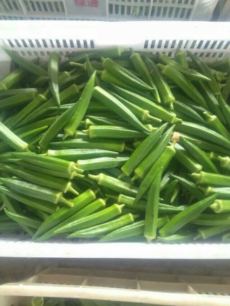 福建漳州水果黄秋葵，蔬菜黄秋癸现摘现发一手货源