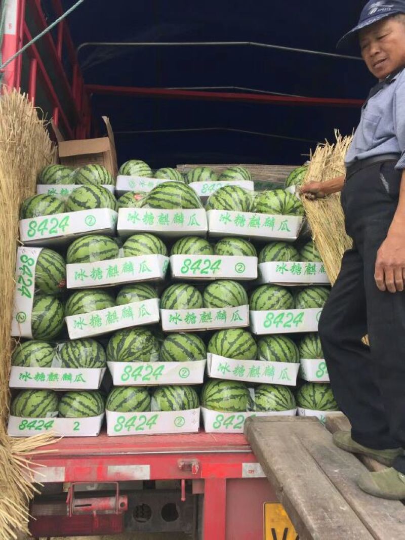 美都8424西瓜常年代收代发全国保证质量生瓜包赔对接商超